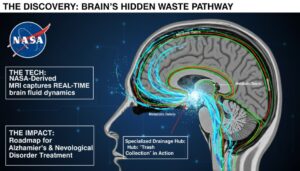 Scientists Find a Secret “Drain” in the Human Brain Using NASA Space Tech